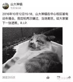 山大网红“听课猫”车祸身亡 按学时该博士毕业了 - 东营网