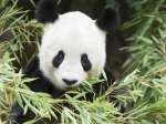 “龙徽”维也纳离世 曾在欧洲创大熊猫生育纪录 - 中国山东网