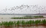 山东最美湿地公布:济宁最多 济南俩湿地上榜 - 半岛网