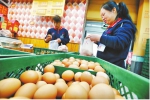 山东鸡蛋价格进入两元时代 养殖户普遍陷入亏损状态 - 水母网