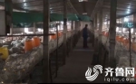 吴桥鸡农两千只鸡死亡疑饲料问题 德州饲料厂家不认可 - 东营网