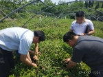 市土壤肥料站邀请专家对济南市茶叶水肥一体化技术应用项目进行测产验收   - 农业委员会