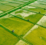 五洲农业3000亩稻田机械化种植全面铺开 - 政府