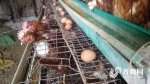 济南蛋价持续下滑创近年最低 一斤两块比西红柿便宜 - 东营网
