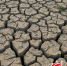 探访威海旱情:小麦减产近半 用水之难超出想象 - 半岛网