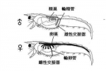 “大妈”又搞事放出“大虾有虫”视频 专家释疑 - 山东华网