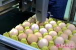 全程可追溯鸡蛋  山东打响食品安全“保胃战” - 中国山东网