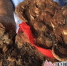 临沂市民捡4斤多重"红蘑菇" 竟是罕见野生灵芝 - 半岛网