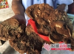 临沂市民捡4斤多重"红蘑菇" 竟是罕见野生灵芝 - 半岛网