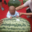 122.2斤！这个西瓜称霸东明史上最大“瓜王” - 东营网