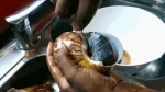 非洲人把蜗牛吃到灭绝 一年吃掉1500万公斤 - 中国山东网
