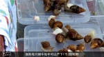 非洲人把蜗牛吃到灭绝 一年吃掉1500万公斤 - 中国山东网