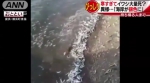 日本海岸诡异现象沙滩布满金枪鱼 密恐者慎点 - 中国山东网