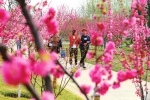 踏青赏花寻春色 芳菲醉美植物园 - 济南新闻网