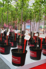 泰安园林花木产业交易会显示：原冠苗将成为未来发展方向 - 林业厅