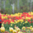 济南植物园郁金香盛开 游客在缤纷里驻足拍照 - 半岛网