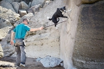 打破吉尼斯世界纪录的“跑酷牧羊犬” - 中国山东网