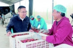 上海打拼六年回山沟卖山楂 小果子做出大产业 - 半岛网