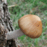 济南小清河边野生蘑菇冒出 样子可爱但不可食用哦 - 半岛网