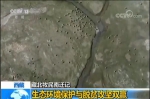 给藏羚羊佩戴北斗卫星跟踪项圈 - 中国山东网