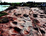 山东郯城发现世界首例群体小型恐爪龙类足迹 - 半岛网