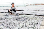 潍坊受灾村庄淤泥垃圾清理完毕 抢种补种蔬菜7.4万亩 - 半岛网