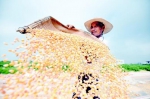 丰收,九月的味道。近日,临沂市郯城县马头镇农民在晾晒玉米。□新华社发 - 山东省新闻