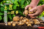 【我们的改革开放】祖孙三代和“土豆”的故事 - 中国山东网