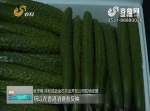 发展有机蔬菜生产叫响放心品牌 德州每年直供香港蔬菜500多吨 - 中国山东网