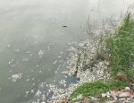 北大沙河部分河段发现死鱼 长清召开调度会严格要求整治 - 济南新闻网
