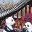 四川园：熊猫家园 水润天府（北京世园会风采） - 中国山东网