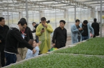 原州区彭堡镇冷凉蔬菜产业：“菜篮子”鼓起农民的“钱袋子” - 中国山东网