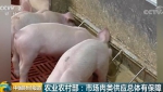 落实补贴政策、支持生猪补栏增养 市场肉类供应总体有保障 - 中国山东网