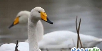 【生态文明@湿地】上万只白天鹅“约会”三门峡湿地保护区 - 中国山东网
