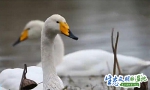 【生态文明@湿地】上万只白天鹅“约会”三门峡湿地保护区 - 中国山东网