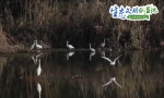【生态文明@湿地】陕西多地候鸟起舞 冬日美景生机盎然 - 中国山东网