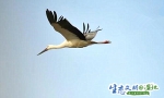 【生态文明@湿地】陕西多地候鸟起舞 冬日美景生机盎然 - 中国山东网