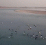 【生态文明@湿地】黄河湿地现32只黑鹳栖息越冬 - 中国山东网