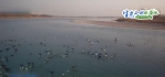 【生态文明@湿地】黄河湿地现32只黑鹳栖息越冬 - 中国山东网