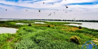 【生态文明@湿地】天蓝、水清、岸绿、景美 天津四大湿地成候鸟天堂 - 中国山东网