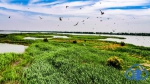 【生态文明@湿地】天蓝、水清、岸绿、景美 天津四大湿地成候鸟天堂 - 中国山东网