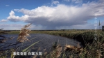 【生态文明@湿地】纪录片：我和湿地有个约会 - 中国山东网