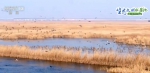 【生态文明@湿地】人防加技防 北大港湿地成候鸟天堂 - 中国山东网