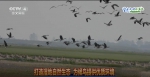 候鸟“恋”上洞庭湖，回归自然成就的奇妙缘分 - 中国山东网
