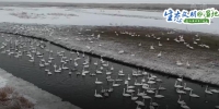 【生态文明@湿地】新疆湿地水系增加 迎来“稀客”灰鹤在此越冬 - 中国山东网