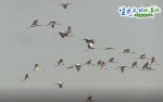 【生态文明@湿地】新疆湿地水系增加 迎来“稀客”灰鹤在此越冬 - 中国山东网