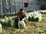 河南沈丘：火神山英雄“同款”蔬菜再送30吨 - 中国山东网