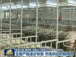生猪产能逐步恢复 市场供应积极向好 - 中国山东网