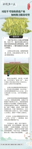 新闻多一点 | 习近平考察的黄花产业，如何助力脱贫攻坚 - 中国山东网