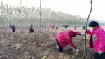 茌平县国有菜屯林场掀起冬季造林高潮 - 林业厅